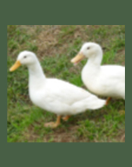 Duclair Ducks for Sale
